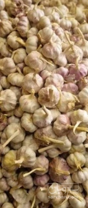 فروش سیر