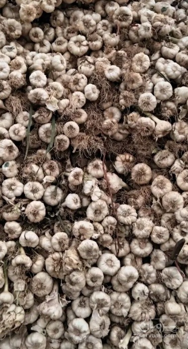 فروش سیر