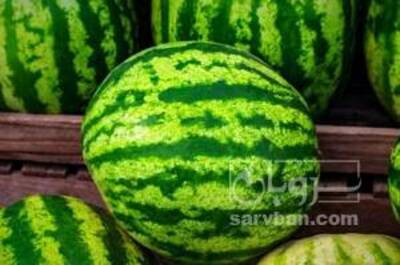 فروش هندوانه