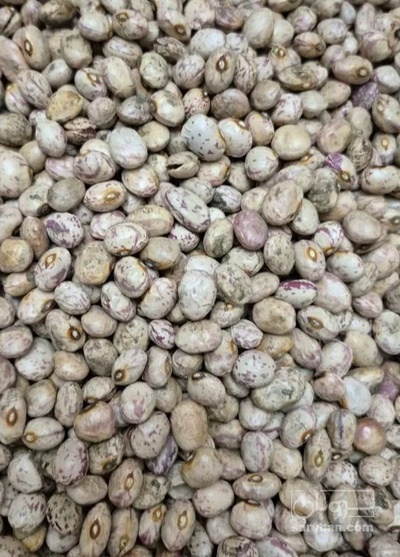 فروش لوبیا چیتی اشی