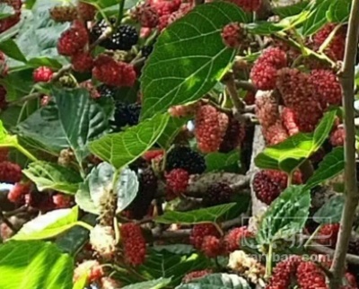 فروش شاتوت