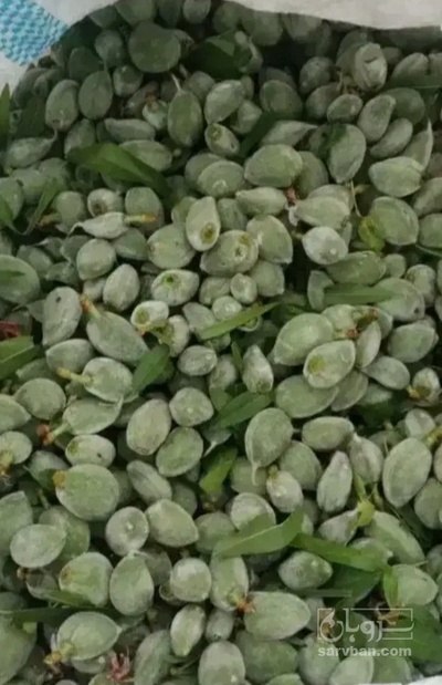 فروش چغاله بادام