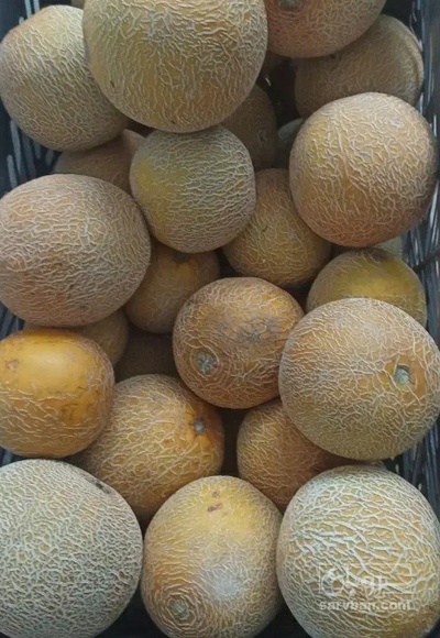 فروش ملون
