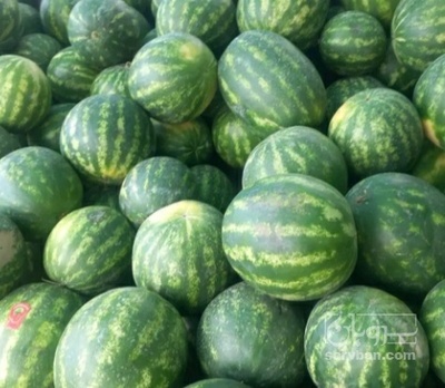 فروش هندوانه گرد