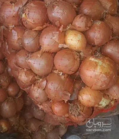فروش پیاز زرد