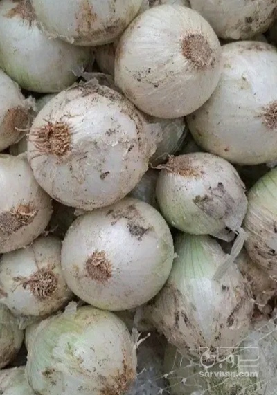فروش پیاز سفید