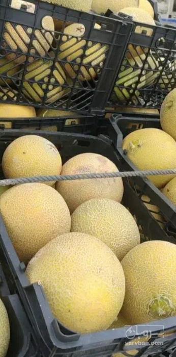 فروش ملون