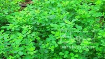 فروش یونجه