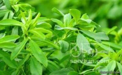 فروش یونجه