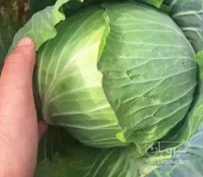 فروش کلم برگی سفید