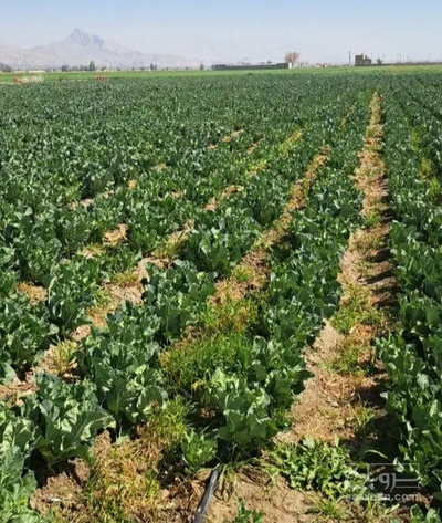 فروش کلم برگی سفید