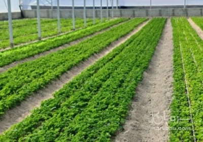 فروش کلم کیل