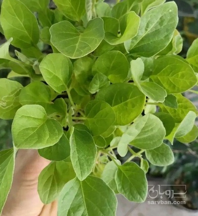 فروش نشا گوجه فرنگی