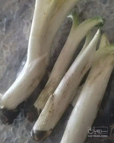 فروش کنگر