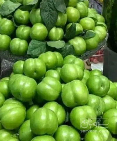 فروش گوجه سبز