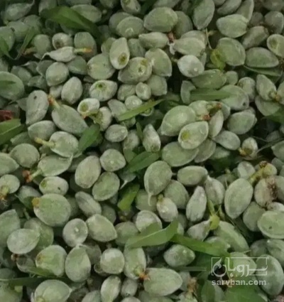 فروش چغاله بادام