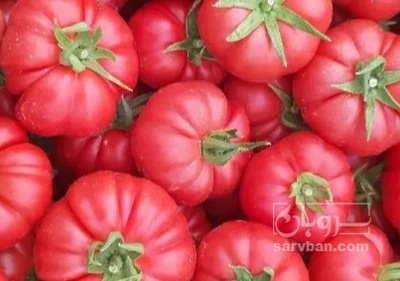 فروش گوجه فرنگی