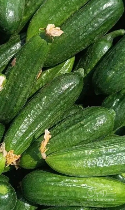 فروش خیار گلخانه ایی