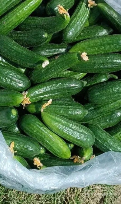 فروش خیار هوای ازاد