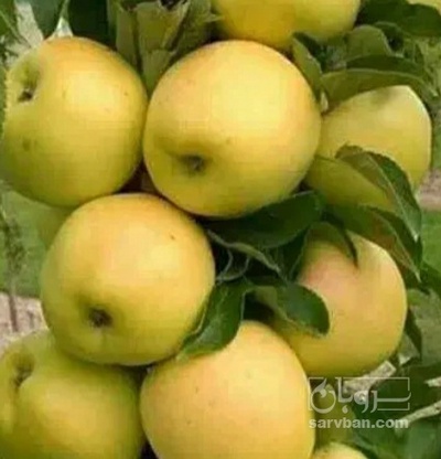 فروش سیب زرد