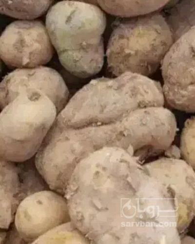 فروش سیب زمینی دامی