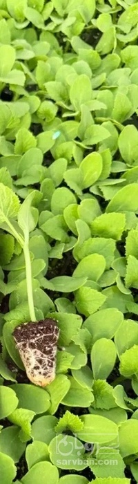 فروش نشا بادمجان