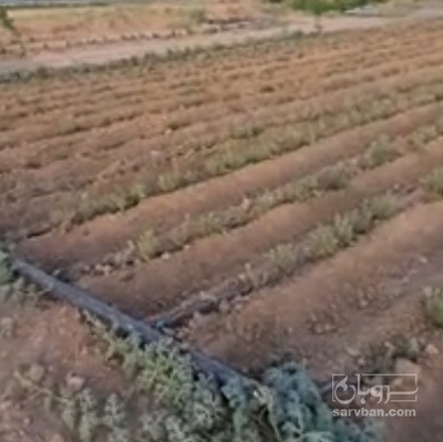 فروش نشا کاسنی (گیاه‌ دارویی)