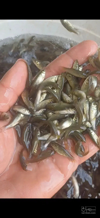 فروش بچه ماهی کپور و آمور