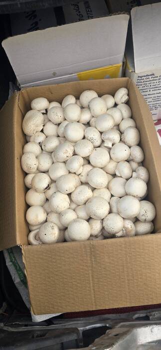 فروش قارچ دکمه ای