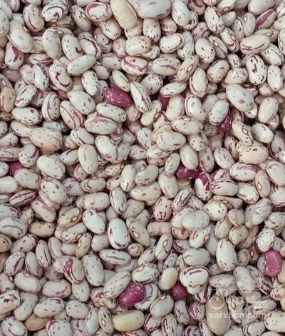 فروش لوبیا چیتی