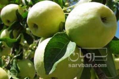 فروش سیب