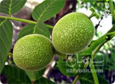 فروش گردو