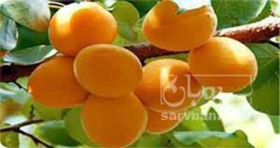 فروش زردآلو
