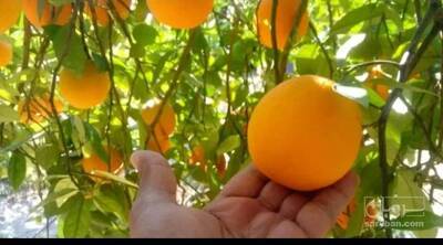 فروش پرتقال
