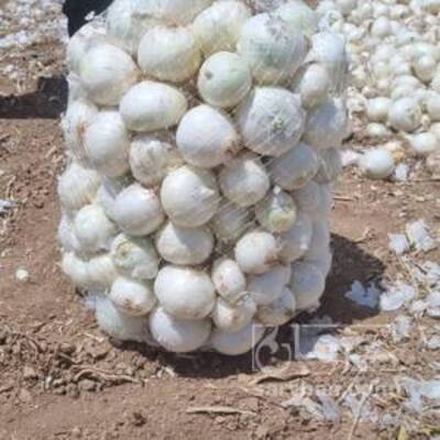 فروش پیاز