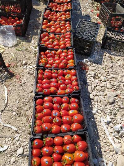 فروش گوجه فرنگی متین