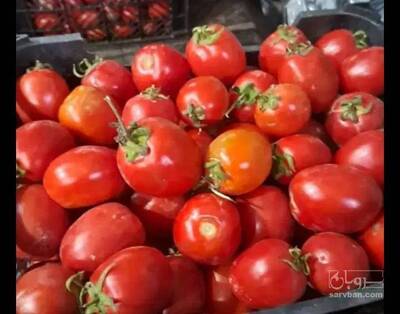 فروش گوجه فرنگی