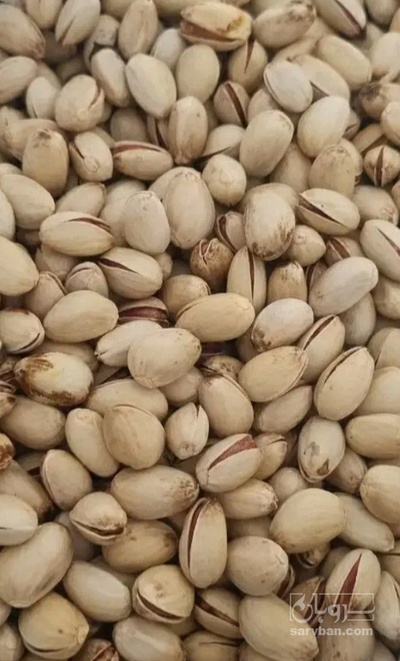 فروش پسته