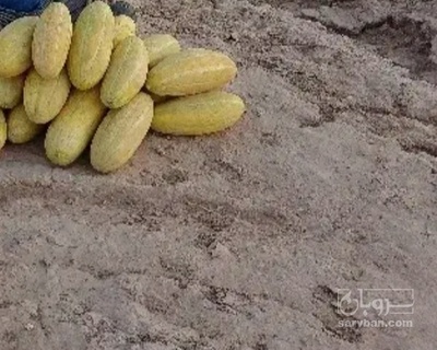 فروش خربزه