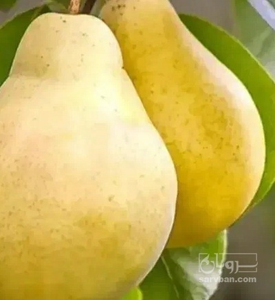 فروش گلابی