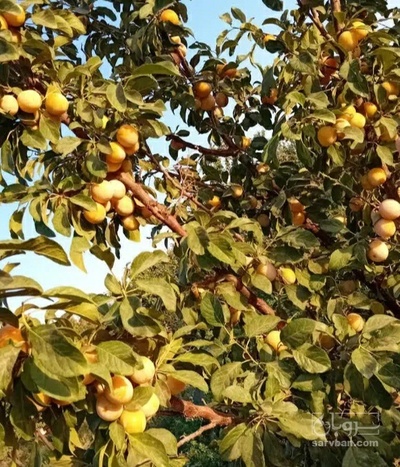 فروش آلو