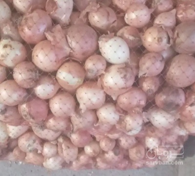 فروش پیاز