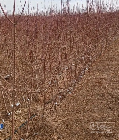 فروش نهال گلابی