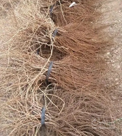 فروش نهال گیلاس