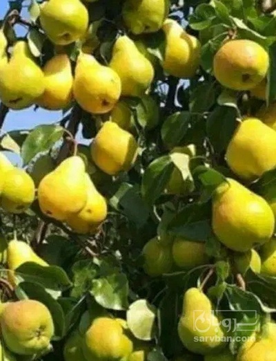 فروش گلابی