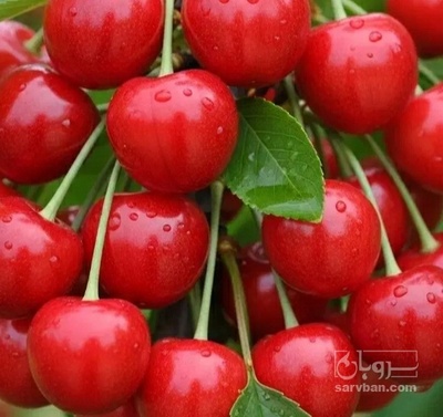 فروش گیلاس