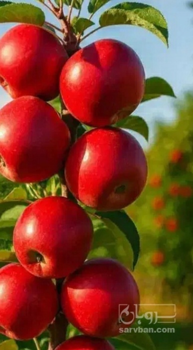 فروش سیب