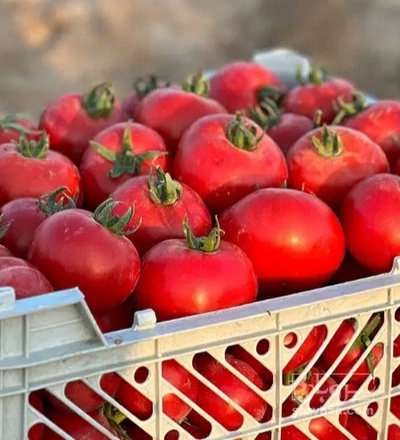 فروش گوجه فرنگی
