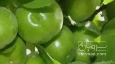 فروش گوجه سبز