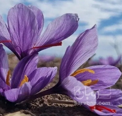 فروش زعفران (گیاه‌ دارویی)